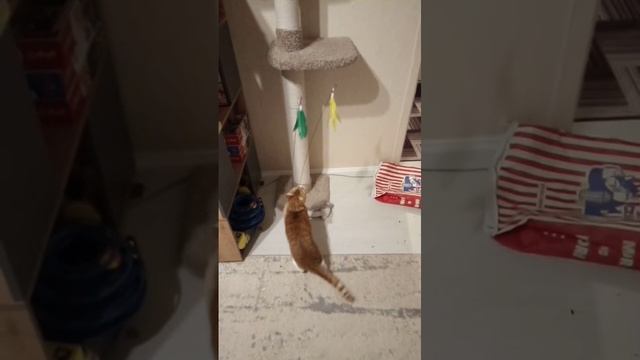видео иншот