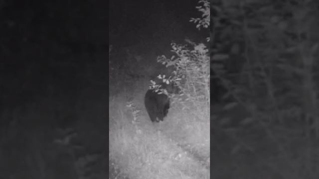 Медведи 🐻 через объектив фотоловушки #hunting #охотник #wildlife #охота #хищник #природа #animals #м