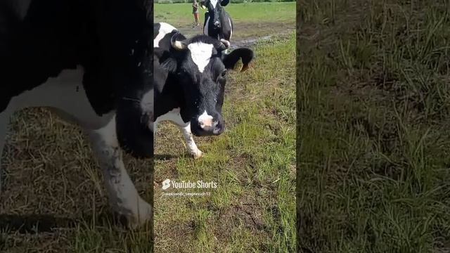 Коровы на нашем местном пляже