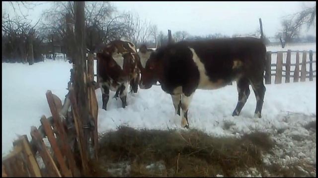 Три коровки спасены от бойни!