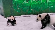 Панда Катюша и ее первый в жизни снегопад