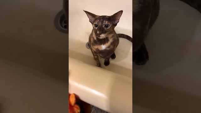 Ориентальная кошка
