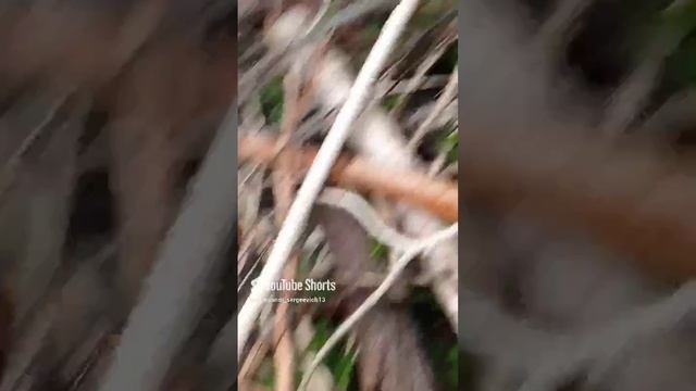 Осы нападают на меня)