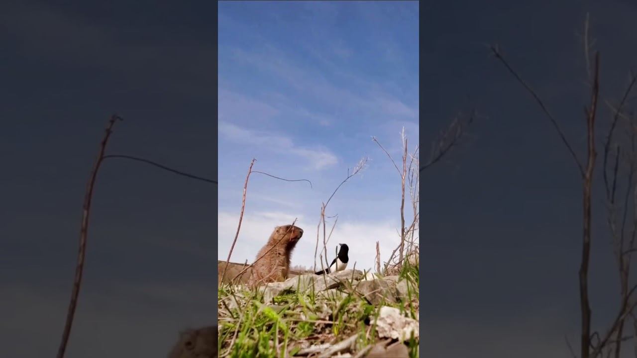 Сурок с сорокой что-то обсуждают в нацпарке «Сенгилеевские горы» #ульяновская_область