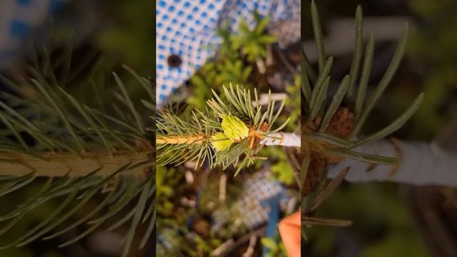 Видеокурс - зимняя прививка елей и сосен. анонс