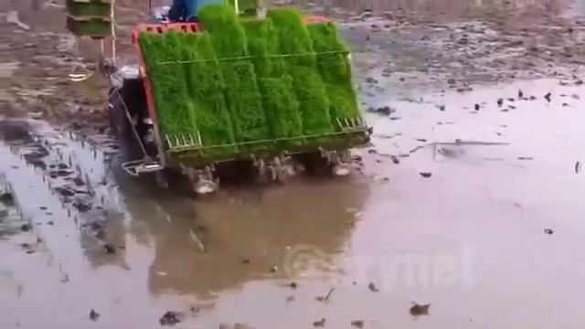 Как сажают рис в Китае(360P)
