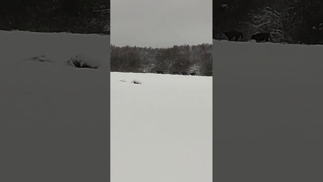 Сбежавшие 😅