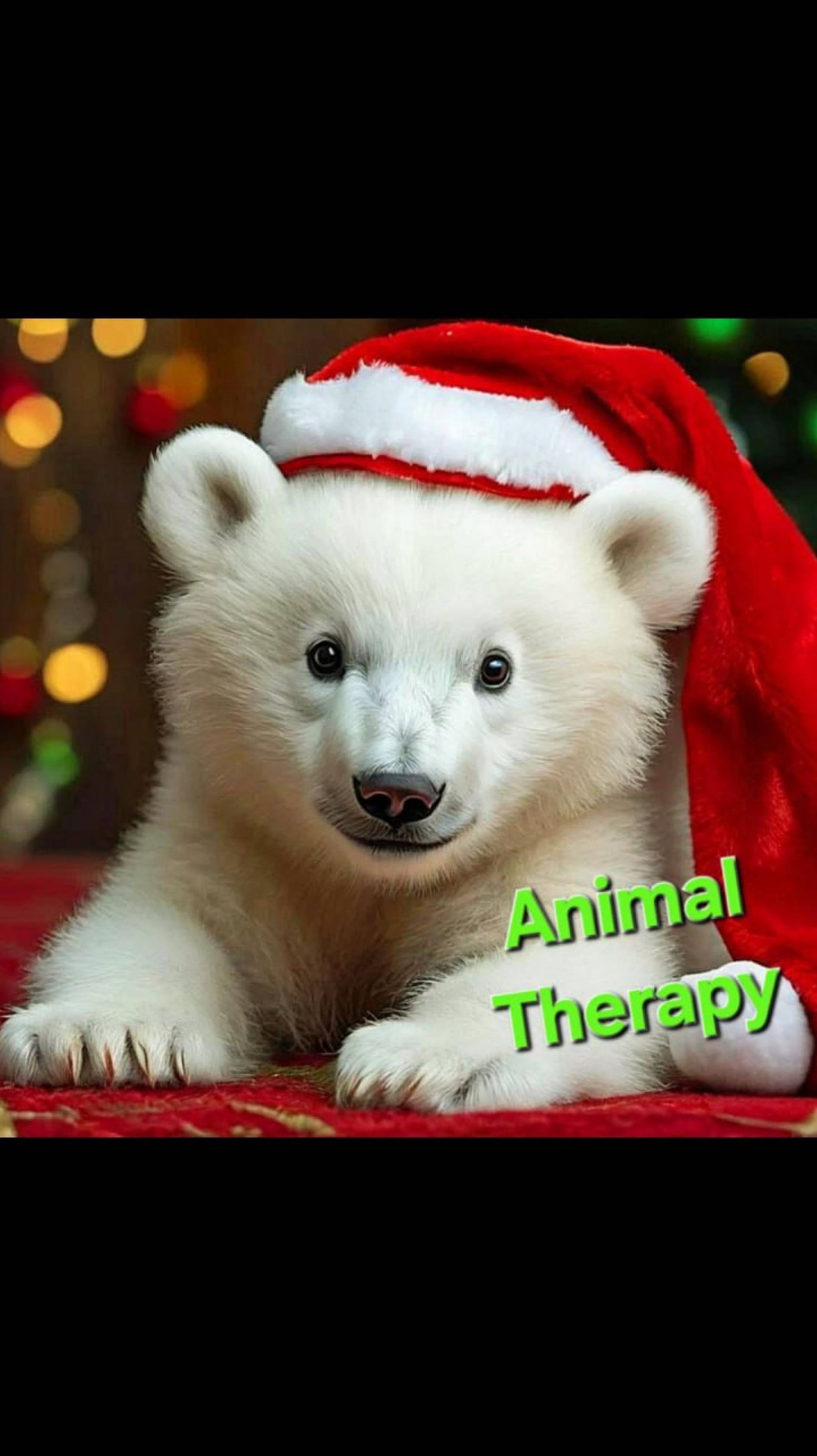 ЗАРЯД ЗИМНЕГО ПОЗИТИВА #animals #nature #bear #newyear #christmas #животные #природа #топ #новыйгод