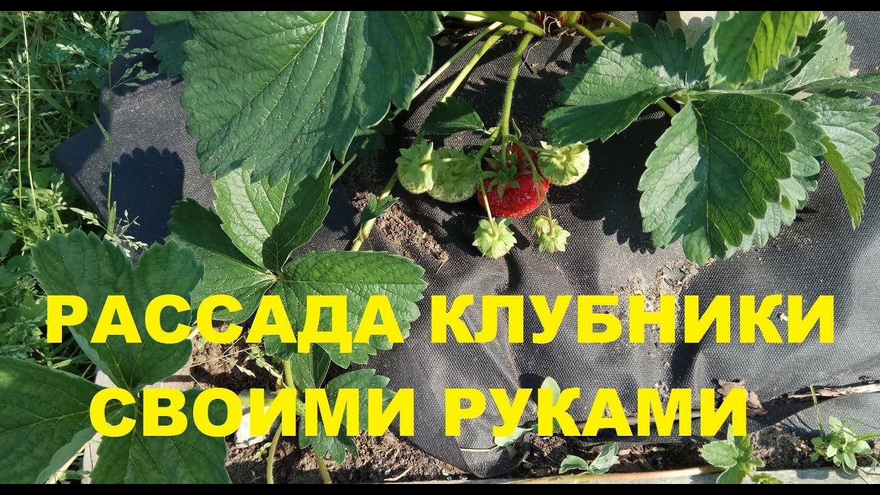 КЛУБНИКА. РАЗМНОЖЕНИЕ УСАМИ.