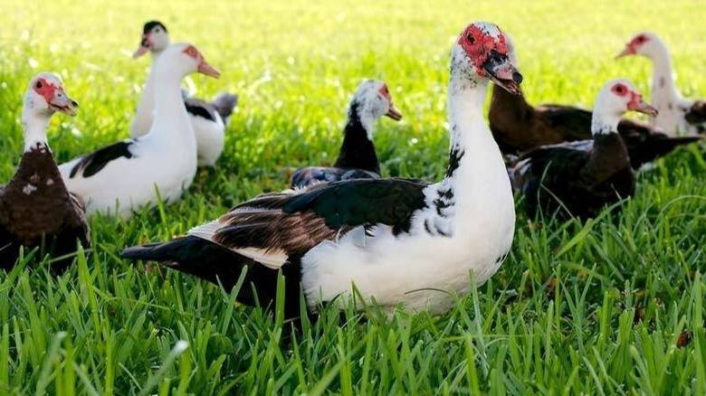 Уборка  органики