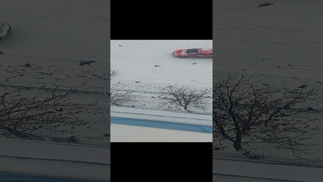 загадочные маневры птичек