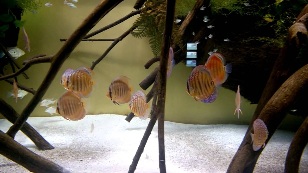 Красота-2