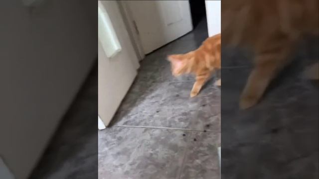 😺