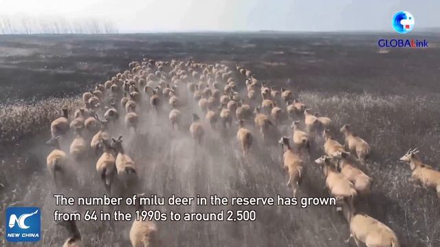 GLOBALink | 400 milu deer released into buffer zone in China's national nature reserve