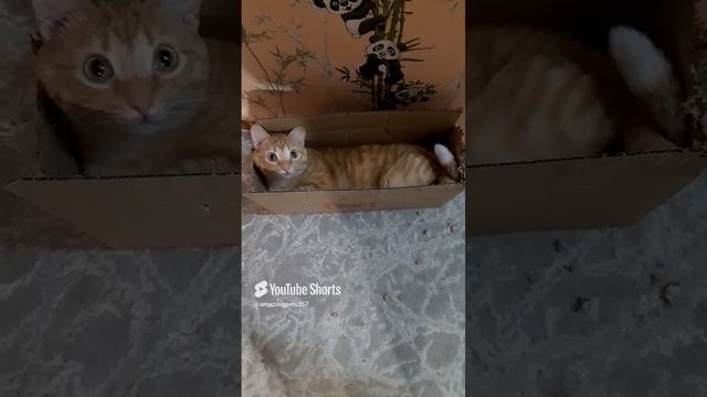 Коты это жидкость #cat #сatlover #music Cats it's water.mp4