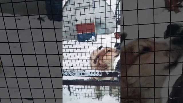кобель от вязки гороч и гюрза уехал в Ярославль