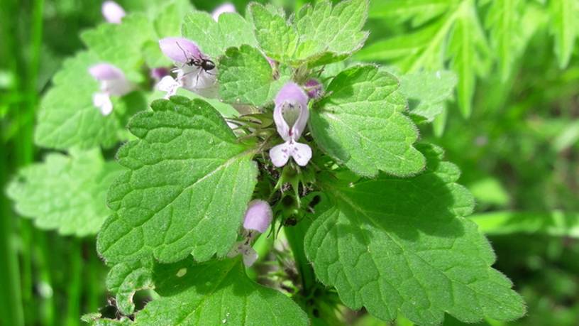 197. Яснотка пурпурная - Lamium purpureum