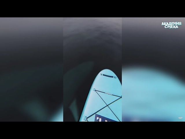 Sweet sharks