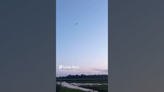 Чибис летит вечером над поймой реки