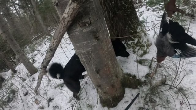 Смотрите Скоро Проверка Путика