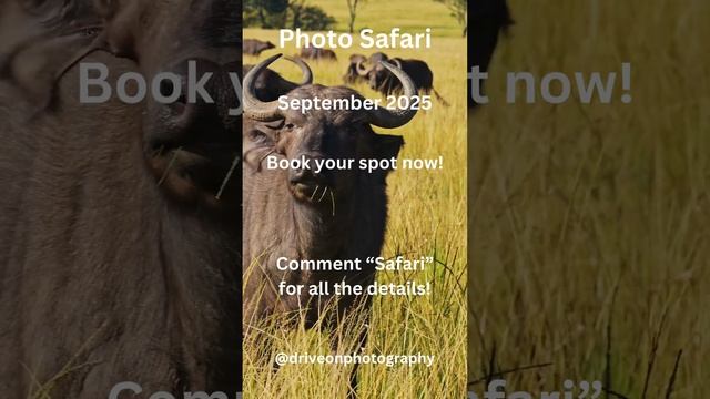 Experience the Great Migration: Tanzania Safari