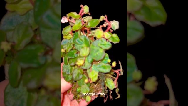 Begonia lichenora
