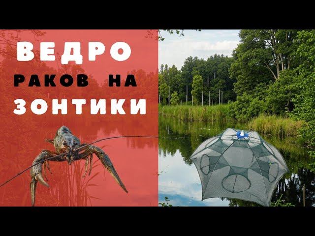 Местные рассказали на что ловить рака, в этом пруду. Как приготовить рака. Ловля раков на раколовки.