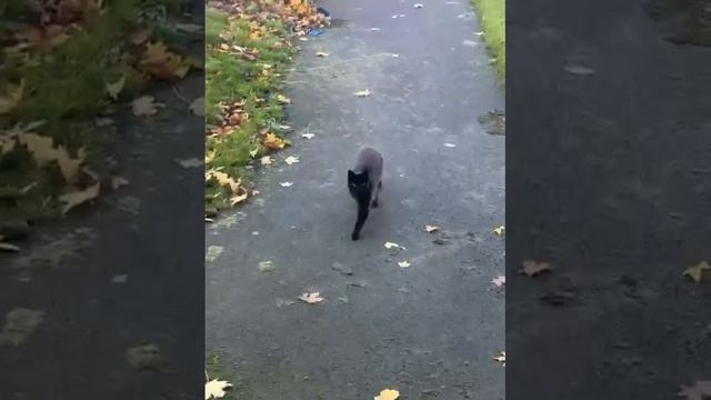 Стильная походка 😍