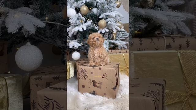 Подарочки 🐶 на Новый год готовы✨