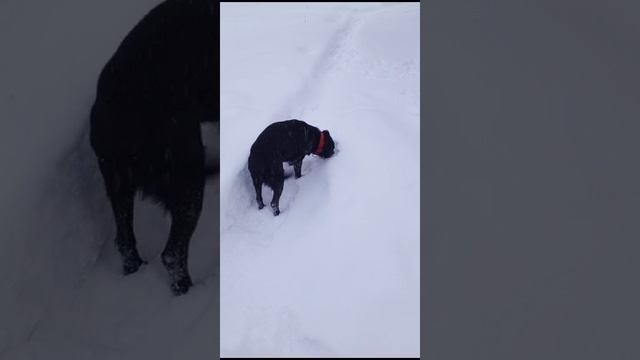 Сегодня в лес не идём, чистим двор от снега ❄️