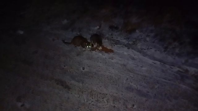 Кормим Бездомных животных
