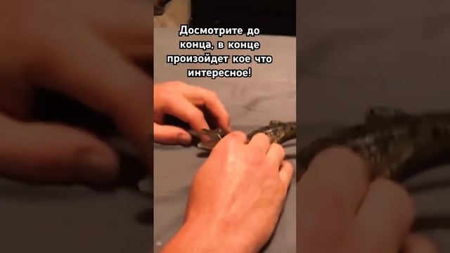 Этот мусчина содержит дома детеныша нильского крокодила!😮 #рек #актив #крокодил