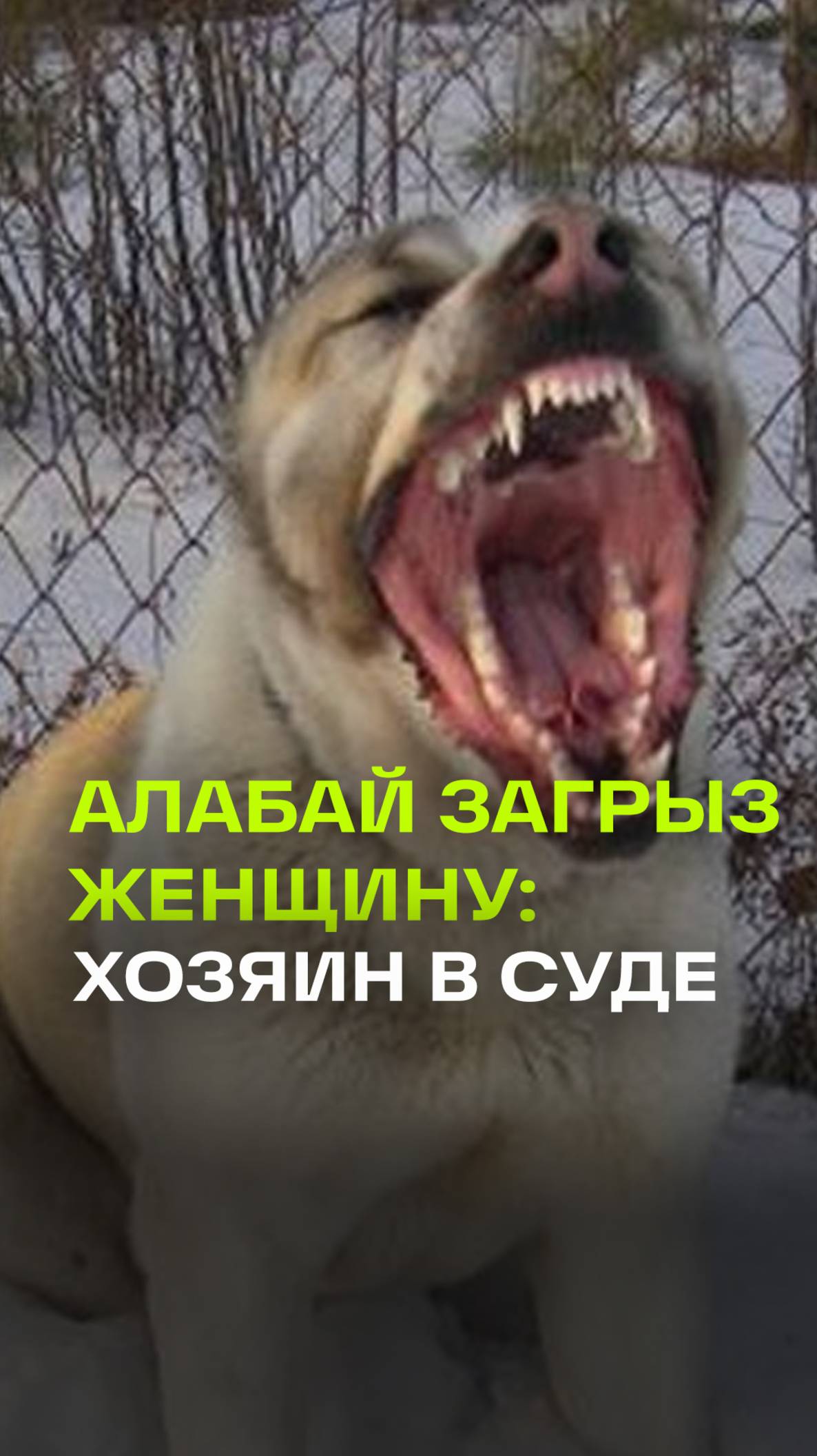 Алабай напал на женщину в Черкесске и прокусил ей голову. Хозяин отнекивается в суде