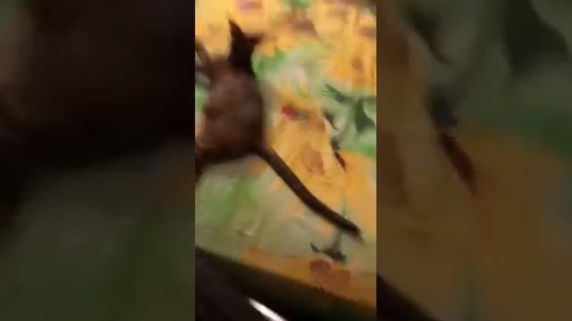 Ориентальная кошка