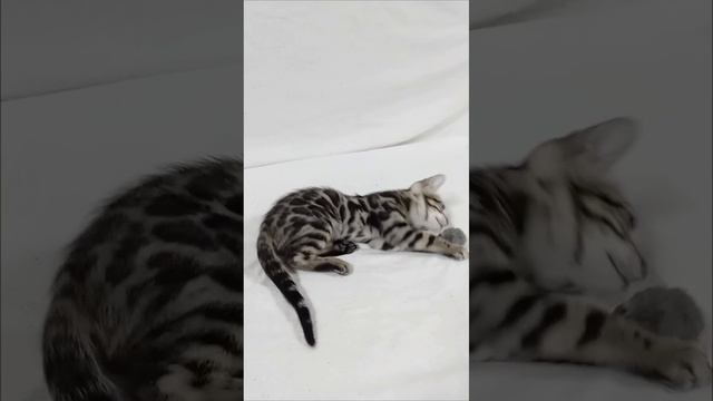 бенгальский котёнок девочка 3 месяца