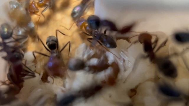 My Iridomyrmex Purpureus And Their Insanely Fast Growth!
