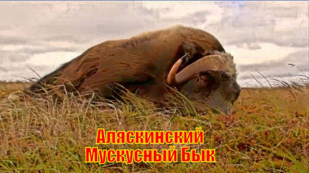 Аляскинский Мускусный Бык