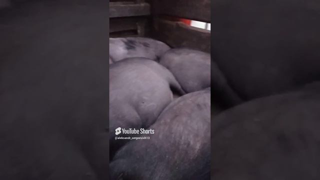 Потревожил сладкий сон свиней