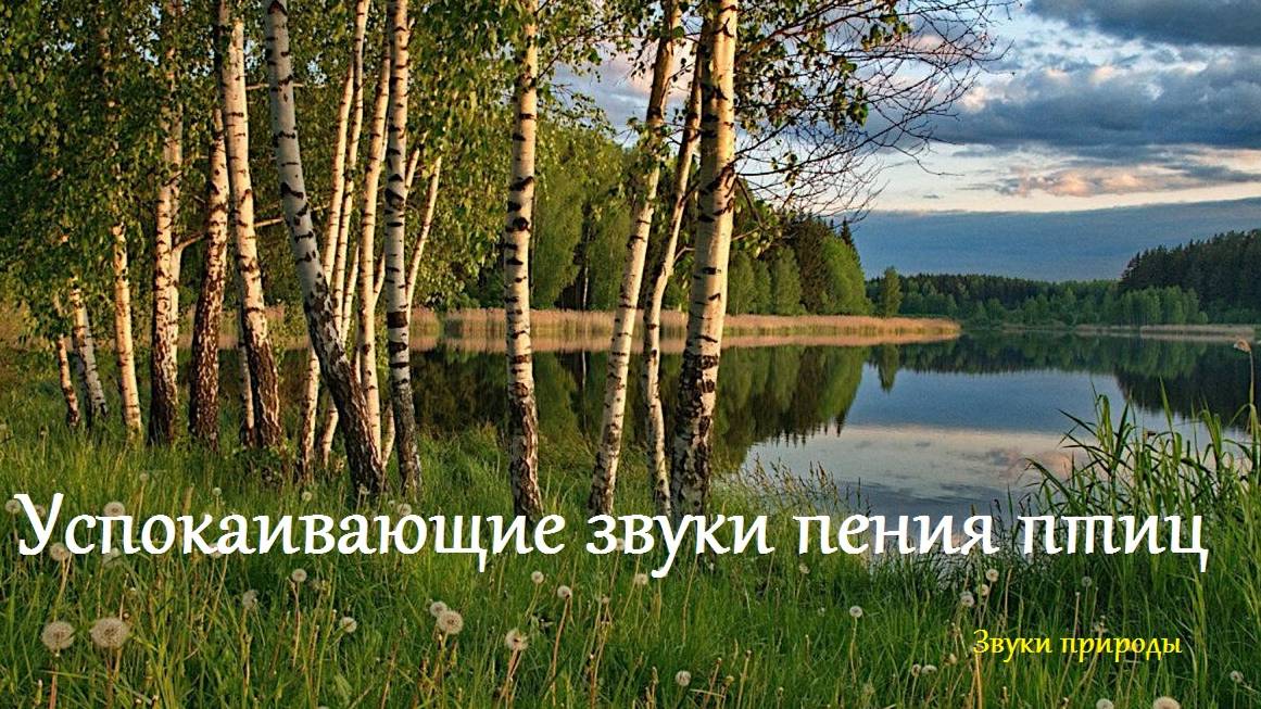 Успокаивающие звуки пения птиц в лесу. Звуки для соединения с природой
