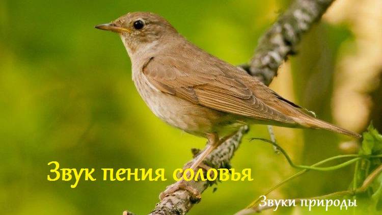 Звук пения соловья. Звуки природы. Успокаивающие звуки природы