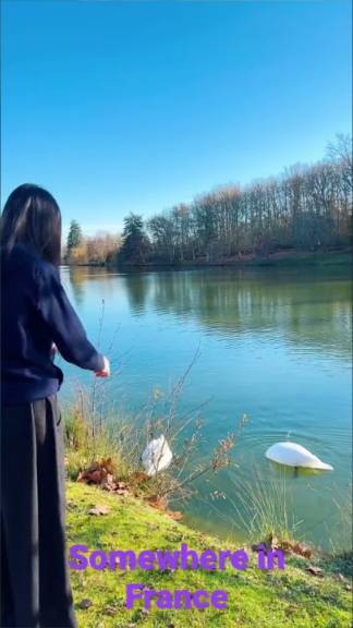 Swanning around - graceful swans with elegant legs