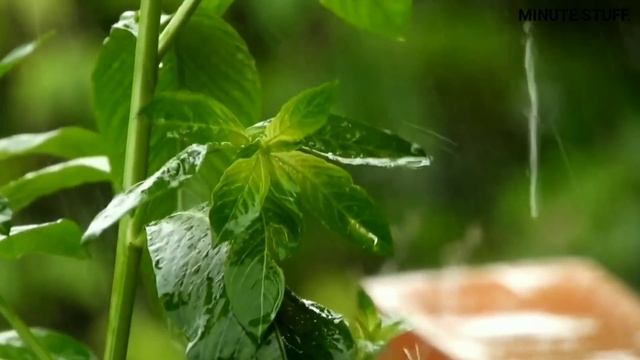 Top 5 Most Poisonous Thing on Earth in Telugu| Dangerous Things on Earth| Minute Stuff