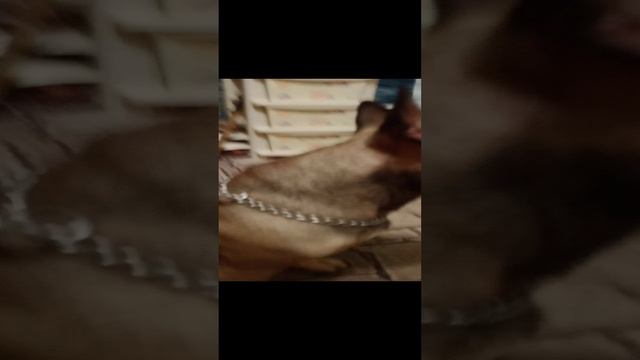 моя собака 2