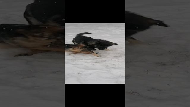 Мухтар, Лайма и снег