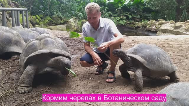 Сейшелы,Остров Идэн с яхтами.Парк с черепахами в г.Виктория!И самый красивый  пляж Анс Петит!