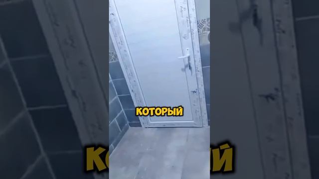 Тигр не покидает хозяина даже в туалете [OGN]