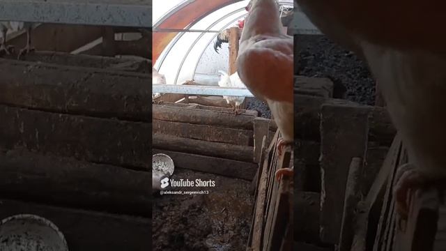 Петух перепрыгивает загородки не используя почти крылья (в отличие от куриц)
