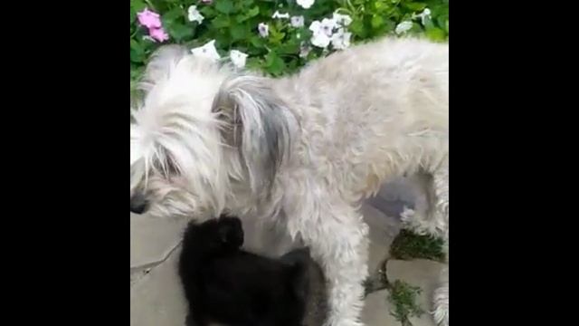 Собачка вместо мамы у котят..))