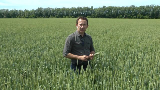 RUSFIELD.SU Семеноводчество. Выращиваем сортовую пшеницу. Проект Совхоза совместно с Щелковоагрохим.