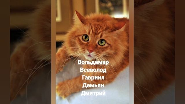 Именины 10 декабря